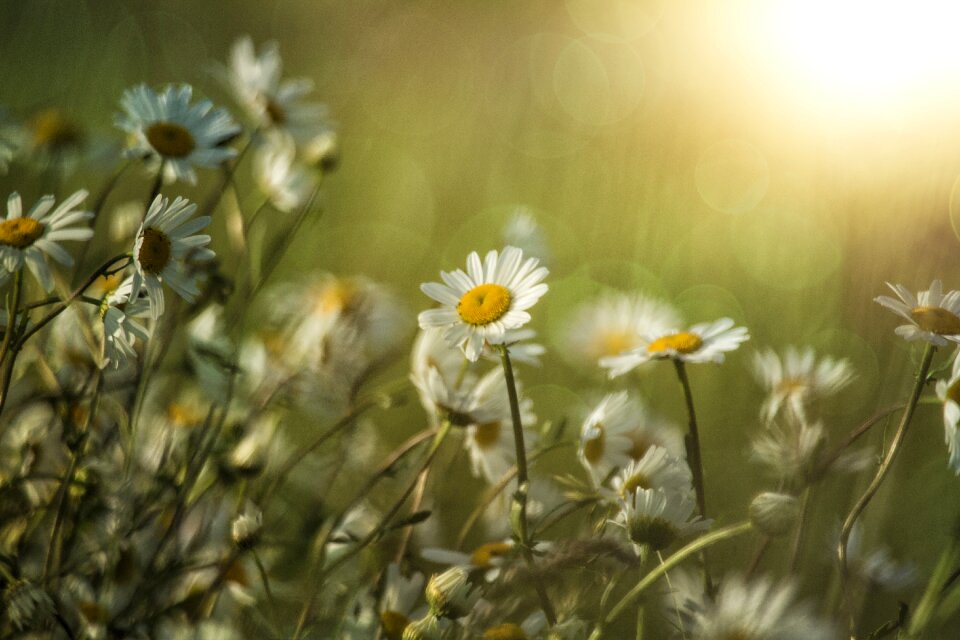 Camomile flower sunlight