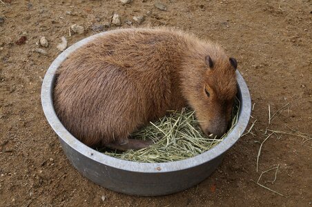 Capybara animal sleeping