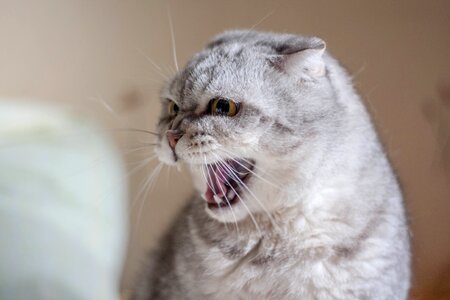 Cat angry animal photo