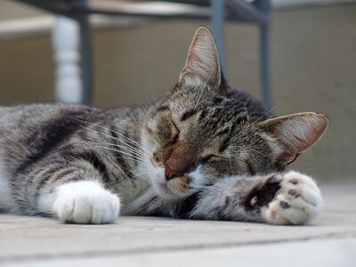 Cat animal sleeping photo