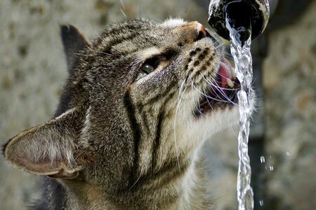 Cat animal water