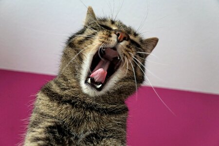 Cat animal yawn photo