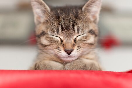 Cat kitten sleeping photo
