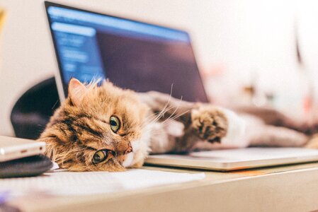 Cat laptop computer photo