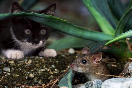 Cat mouse animal