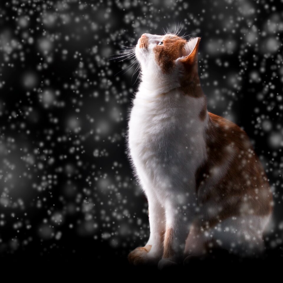 Cat snow animal