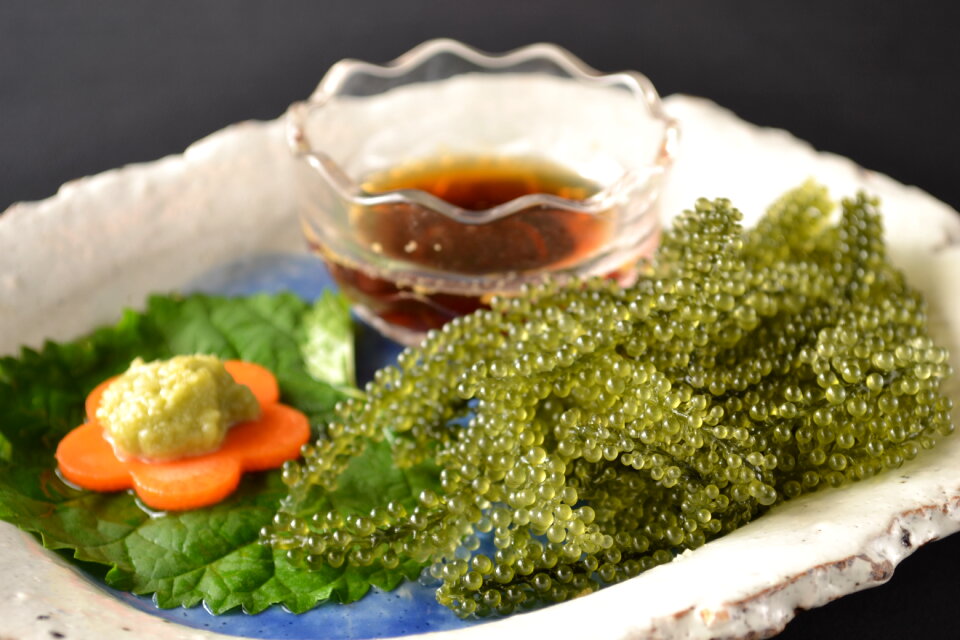 Caulerpa lentillifera
