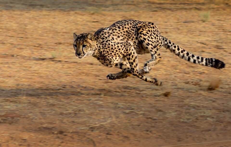 Cheetah animal running photo