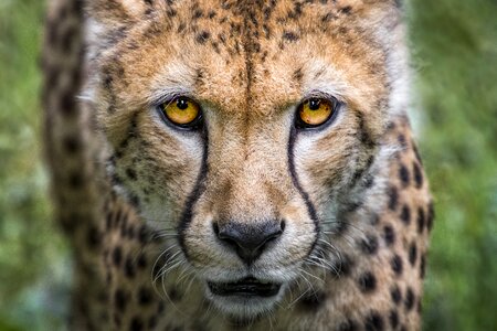 Cheetah animal photo