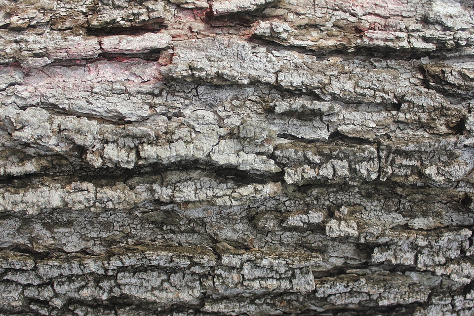 Wood trunk forest