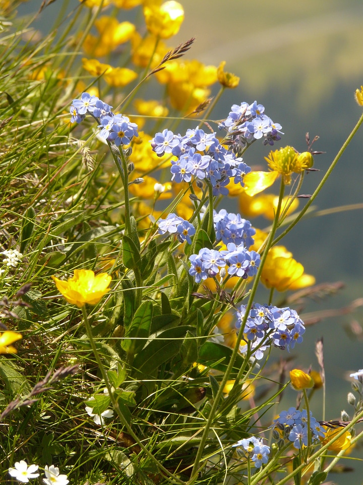 Raublattgewächs blue yellow