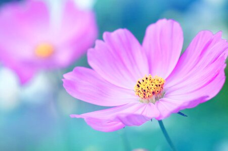 Cosmos flower