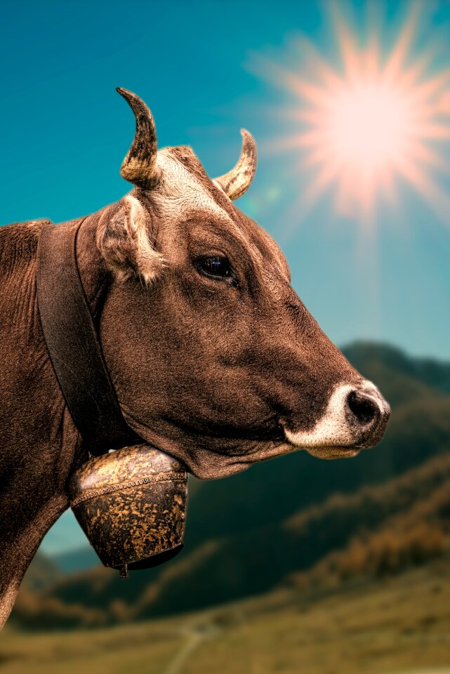 Cow animal sunshine