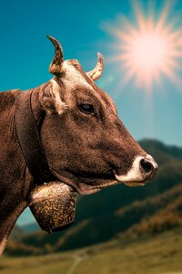 Cow animal sunshine