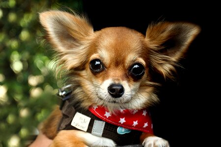 Dog chihuahua animal