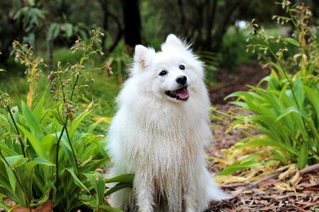 Dog spitz animal photo