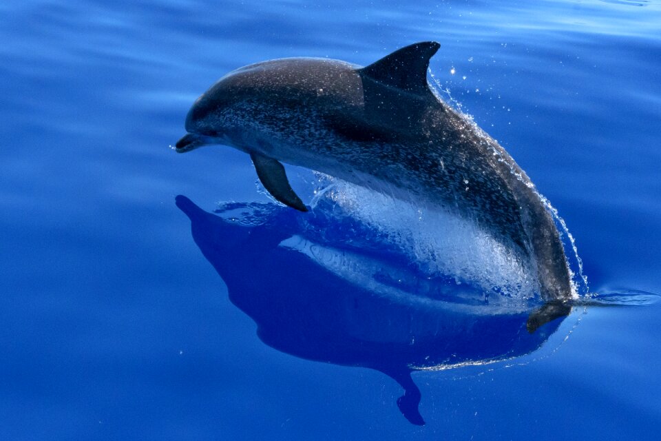 Dolphin animal jump