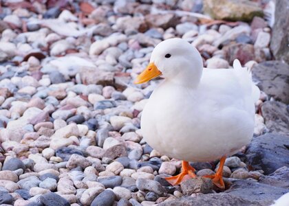 Domestic duck