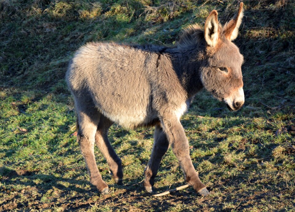 Donkey animal
