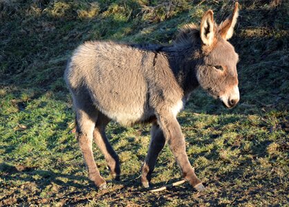 Donkey animal photo