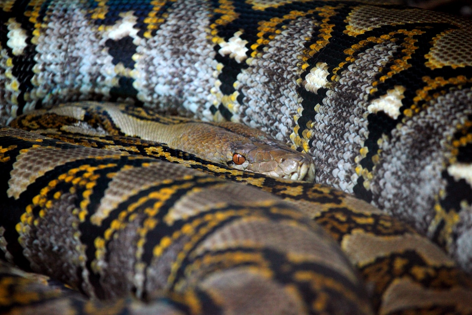Dangerous eye looking
