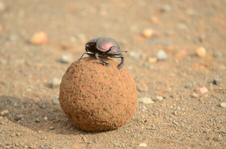 Dung beetle