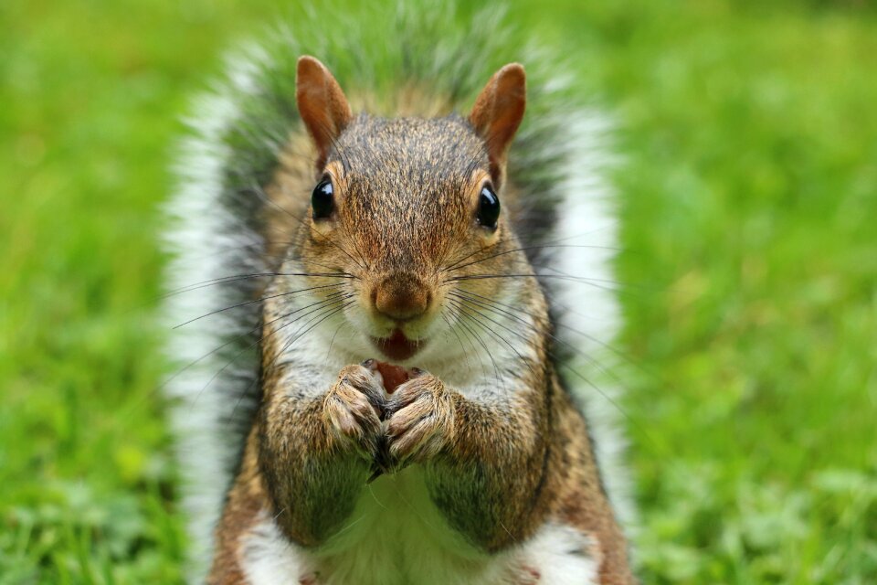 Eastern gray squirrel animal