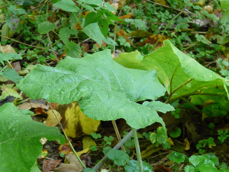 Autumn great burdock arctium lappa
