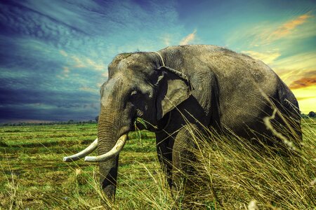 Elephant animal photo