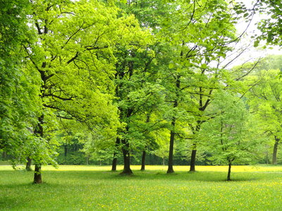 Englischer garten trees photo