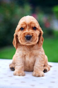English cocker spaniel dog
