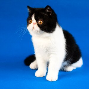 Exotic shorthair cat animal photo
