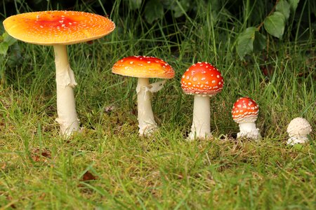 Fly agaric
