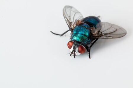 Fly insect