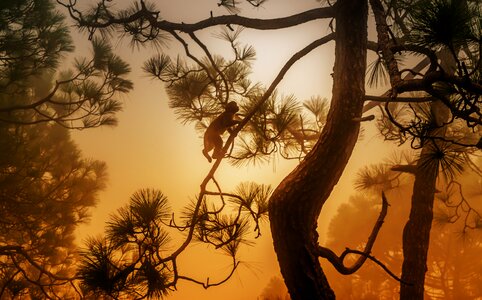 Fog tree monkey photo