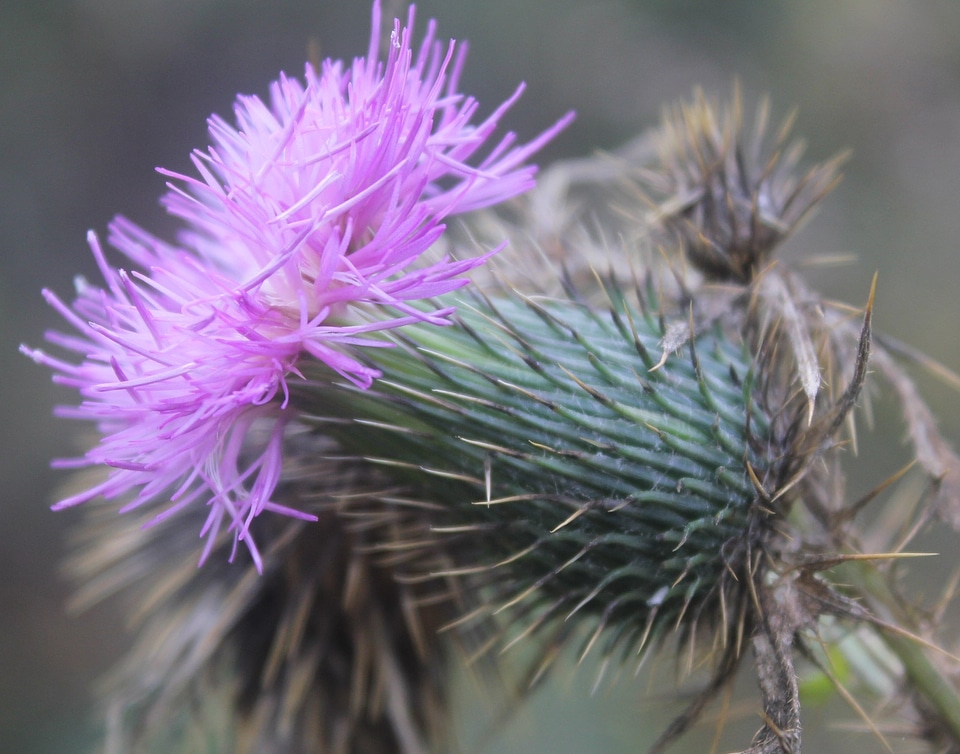 Plant natural blossom