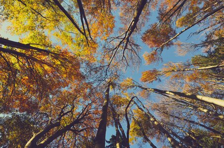 Forest autumn photo