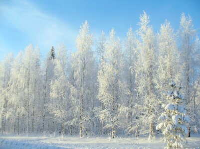 Forest snow winter