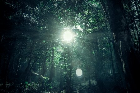 Forest sunshine