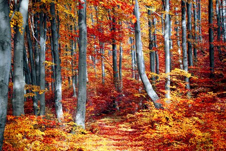 Forest trees autumn leaves photo