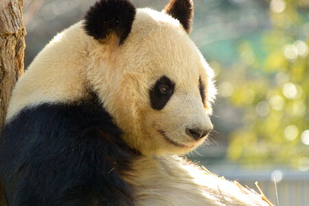 Giant panda animal
