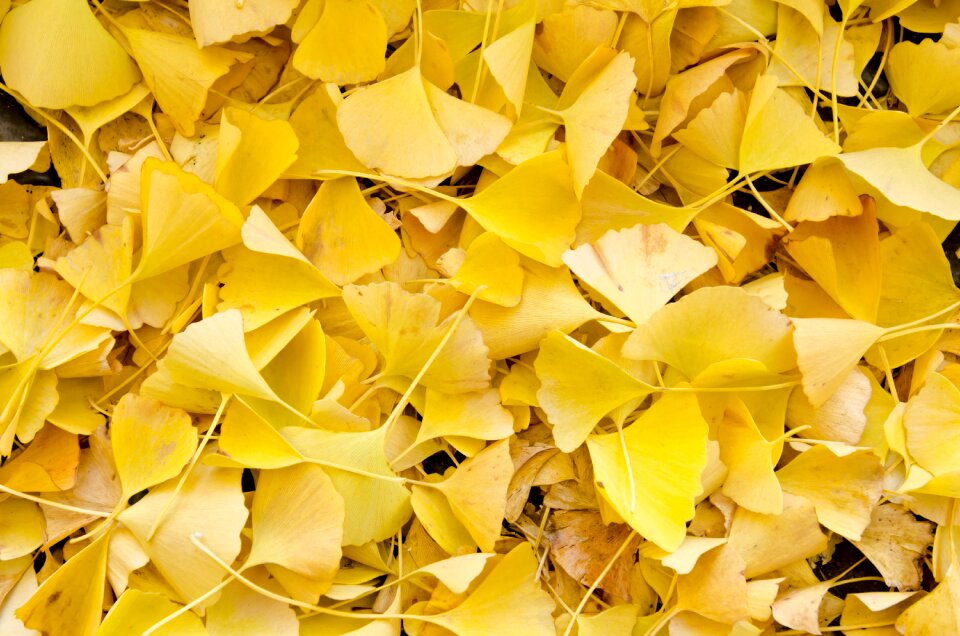 Ginkgo fallen leaves