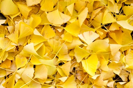 Ginkgo fallen leaves