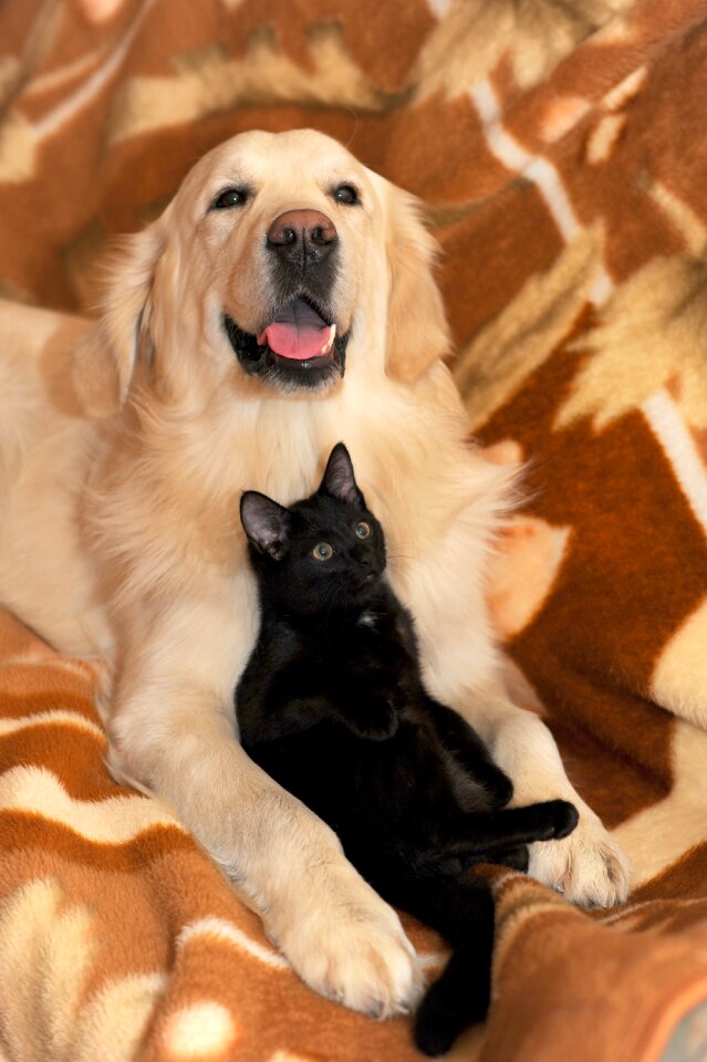 Golden retriever black cat