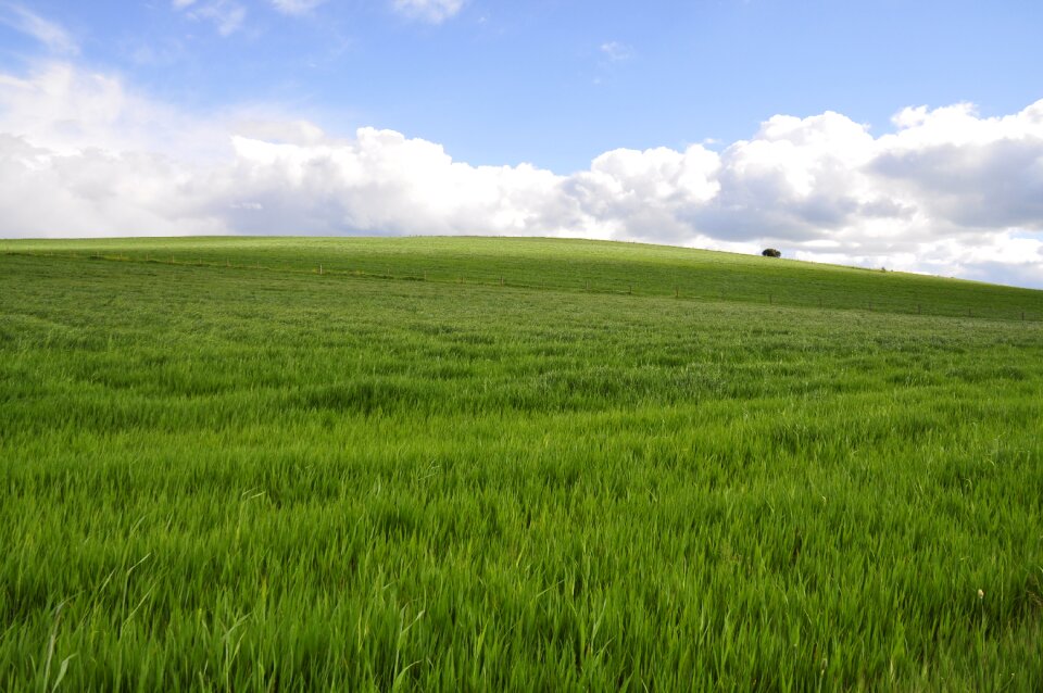 Grassland