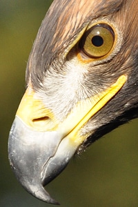 Bird of prey raptor golden eagle