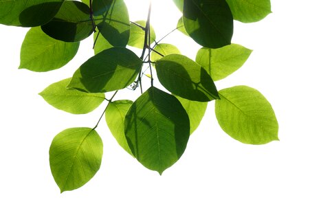 Green leaves