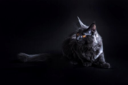 Grey cat animal photo