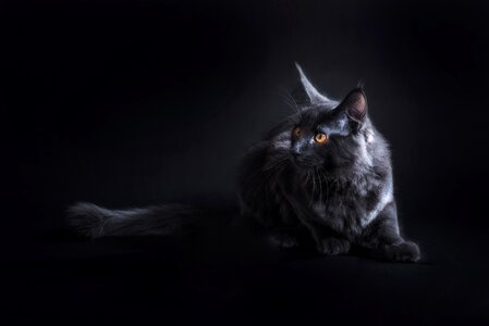 Grey cat animal