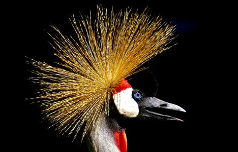 Grey crowned crane bird photo